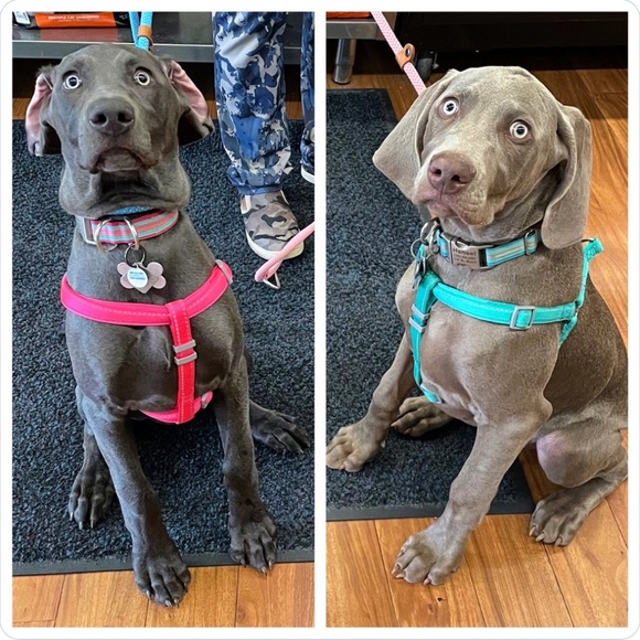 Step In Reflective Turquoise Green Web Dog Harness Size Medium` - Picture 2 of 3